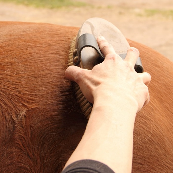 Horse being brushed